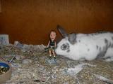Moonpooka's bunnies