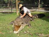 Aligator