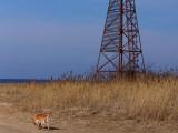 Watchtower