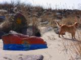 painted rocks