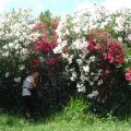 dsc03907