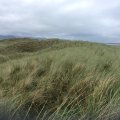 IMG_1161(1)