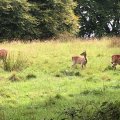 IMG_1483
