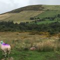 IMG_1583