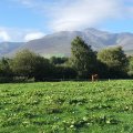 IMG_1652