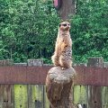 IMG_4958
