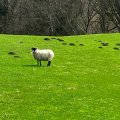 IMG_5011