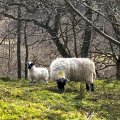 IMG_5014