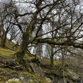 IMG_5098
