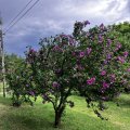 IMG_6536.