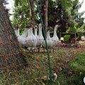IMG_6542.