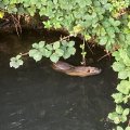 IMG_6560.