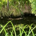 IMG_6561.
