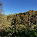 IMG_8775.
