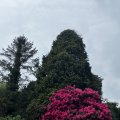 IMG_8916.