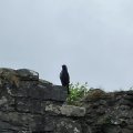 IMG_8922.