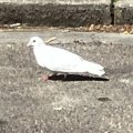 IMG_8935.