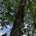 IMG_8938.
