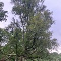 IMG_0584.