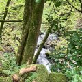 IMG_0594.