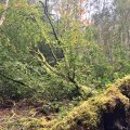 IMG_0611.