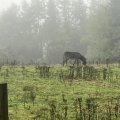 IMG_0619.