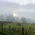 IMG_0621.