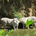 Nehru Zoological Park2 - White Tigers