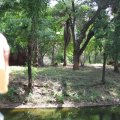 Nehru Zoological Park3 - Lion