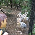 Nehru Zoological Park4 - White Ibis