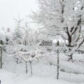 trees